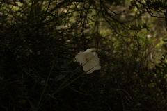 Escobedia grandiflora