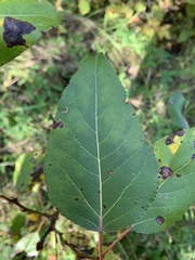 Populus balsamifera