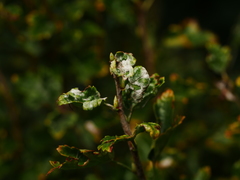 Podosphaera mors-uvae