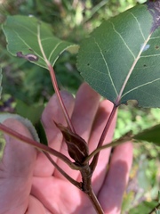 Populus balsamifera
