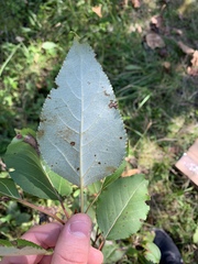 Populus balsamifera