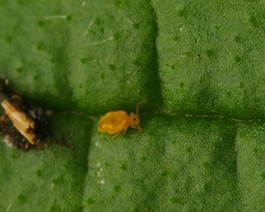 Deuterosminthurus pallipes