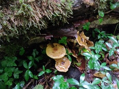 Armillaria mellea