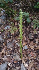 Platanthera brevifolia