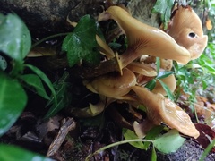 Armillaria mellea