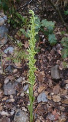 Platanthera brevifolia