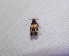 Triclonella determinatella