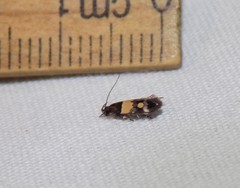 Triclonella determinatella