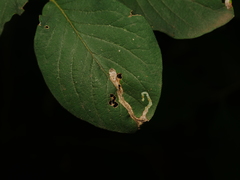 Aulagromyza hendeliana