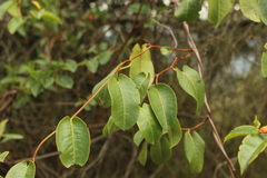 Muehlenbeckia tamnifolia
