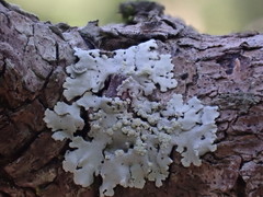 Kashiwadia orientalis