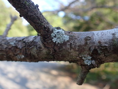 Kashiwadia orientalis