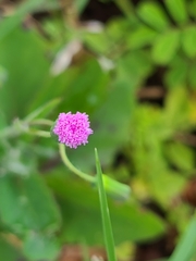 Emilia sonchifolia image