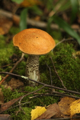 Leccinum