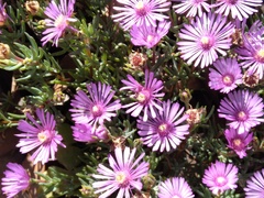 Lampranthus elegans