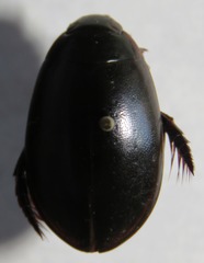 Megadytes