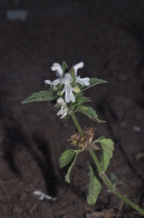 Leucas glabrata