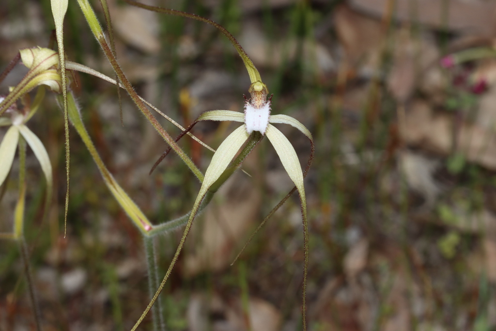 Caladenia uliginosa
