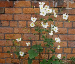 Eriocapitella × hybrida