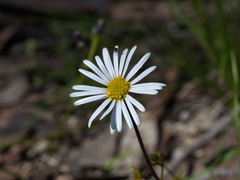 Allittia uliginosa