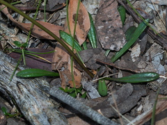 Allittia uliginosa