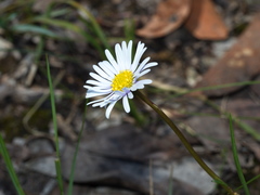 Allittia uliginosa