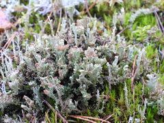 Cladonia phyllophora