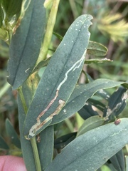 Liriomyza congesta