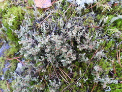 Cladonia phyllophora