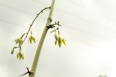 Furcraea cabuya