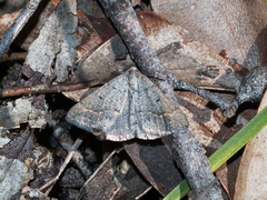 Taxeotis adelia