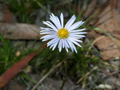 Allittia uliginosa