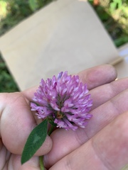 Trifolium pratense
