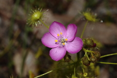 Drosera stricticaulis
