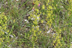 Drosera stricticaulis