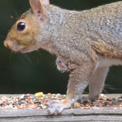 Cuterebra emasculator