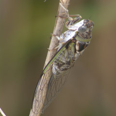 Diceroprocta viridifascia