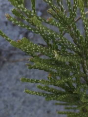 Passerina ericoides