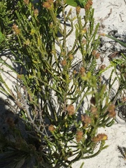 Passerina ericoides