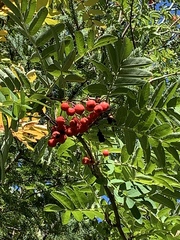 Sorbus aucuparia