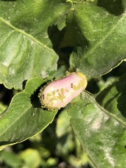 Aphis spiraecola