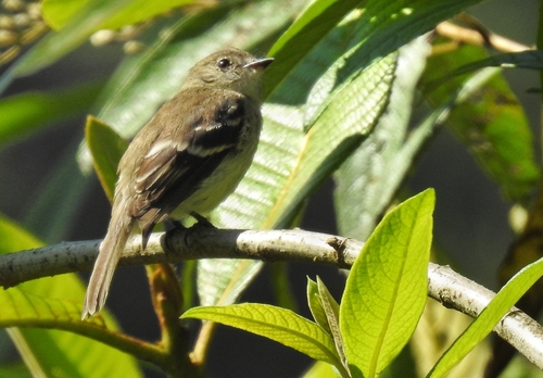 Olive-chested Flycatcher (Myiophobus cryptoxanthus), photo 7