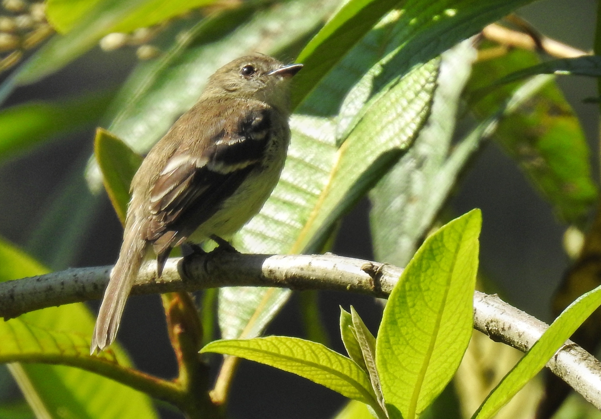Olive-chested Flycatcher (Myiophobus cryptoxanthus), photo 4