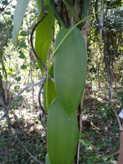 Vanilla planifolia