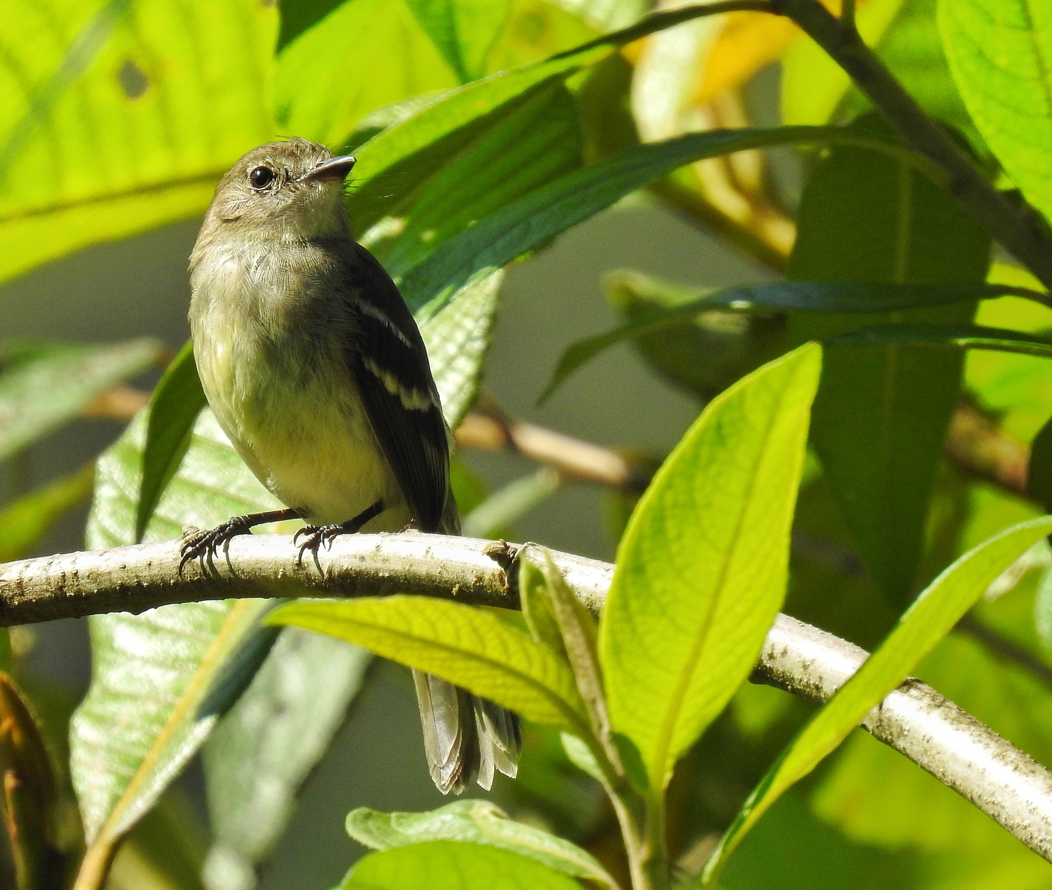 Olive-chested Flycatcher (Myiophobus cryptoxanthus), photo 5