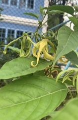 Cananga odorata