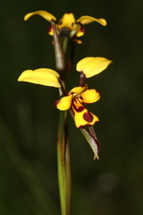 Diuris laxiflora