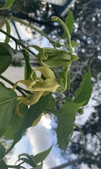 Cananga odorata