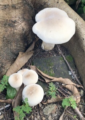 Cyclocybe parasitica