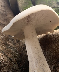 Cyclocybe parasitica